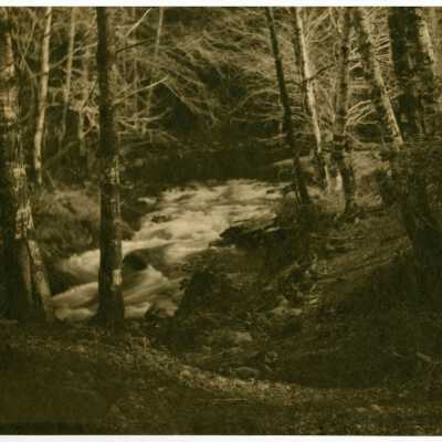 Woodland Scene