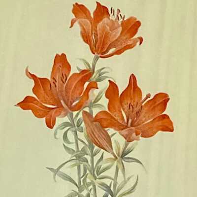 Prairie Lily (Lilium philadelphicum)