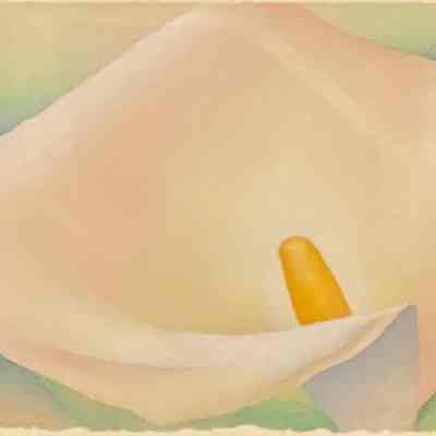 Calla Lilly (Zantedeschia aethiopica)