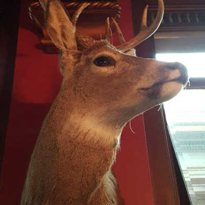 Columbian Black-tailed? Deer (Odocoileus hemionus columbianus), 8 Point Buck