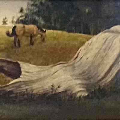 Sun-Bleached Log