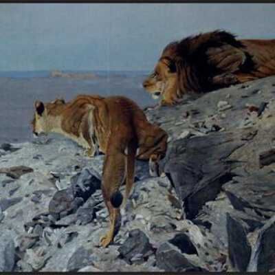 Lions on the Prowl