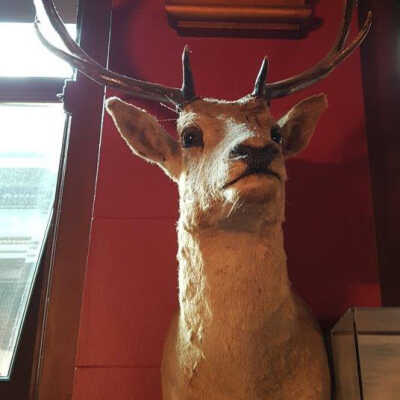 Columbian Black-tailed? Deer (Odocoileus hemionus columbianus), 10 Point Buck