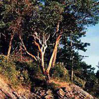 Arbutus Tree (Arbutus menziesii): From B .C. Ministry of Forests: Tree Book; Arbutus