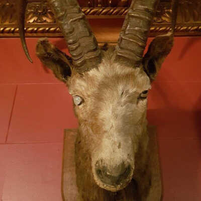 Ibex (Capra ibex)