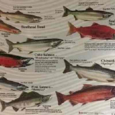 Types of fish that can be viewed at the Capilano Fish Hatchery: Fisheries and Oceans Canada (DFO) didactic panel. See Web Links
