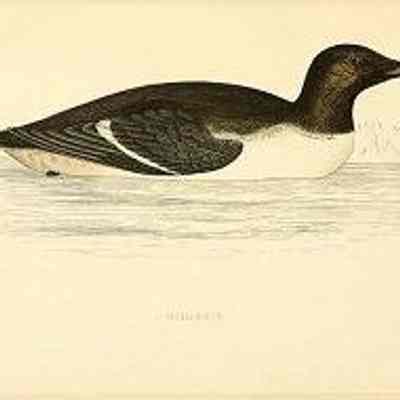 Guillemot. Hand-coloured wood engraving on paper by Benjamin Fawcett (1808-1893). Illustration from Vol. 6 of Rev. Francis Orpen Morris' (1810-1893) "A History of British Birds": From Biodiversity Heritage Library, GETArchive online (10422264513)