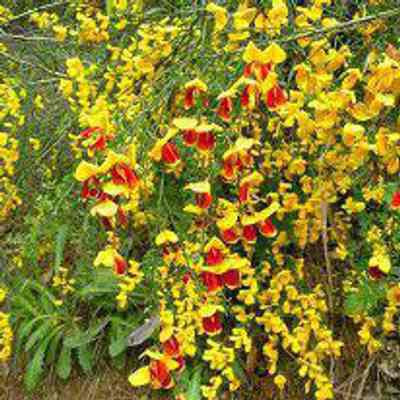 Scotch Broom (Cytisus scopariuswas): From B.C. Coastal Invasive Species Council: Invasive Species; Control