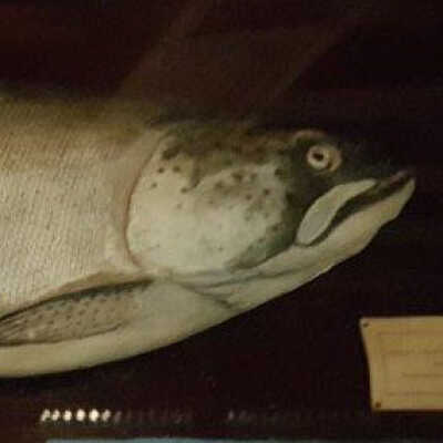 Kamloops Trout (Oncorhynchus mykiss kamloops)