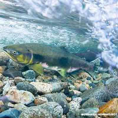 The Capilano Salmon Hatchery: From Vancouver's North Shore, Attractions. See Web Links