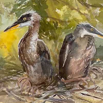 Blue Heron Chicks (Ardea herodias)