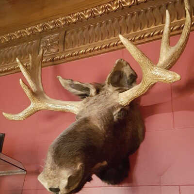 Moose (Alces alces)