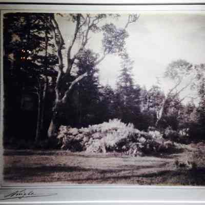 Broom and Arbutus