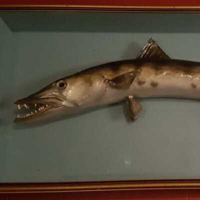 Atlantic? Tarpon (Megalops atlanticus)