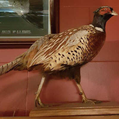 Ringneck Pheasant (Phasianus colchicus)