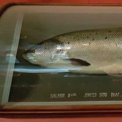 Atlantic Salmon (Salmo salar)