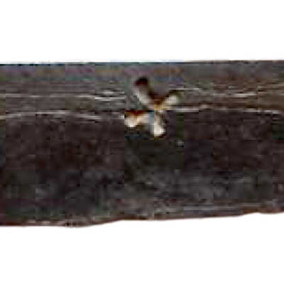 Whittle tang blade