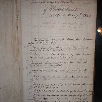 Thomas and Henry Clay cattle
