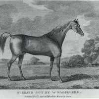 Buzzard Got By Woodpecker