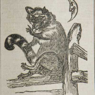 Old Coon Cartoon