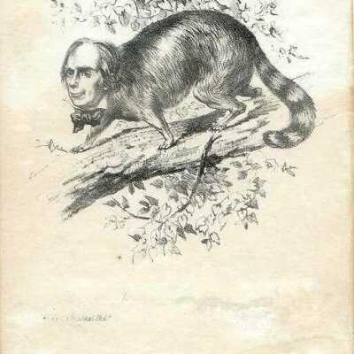 Same Old Coon