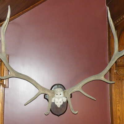 Mount, Taxidermy