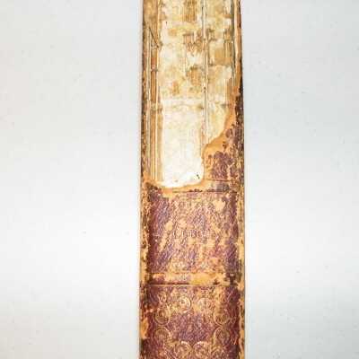 spine