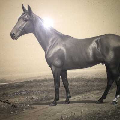 Print, Photographic