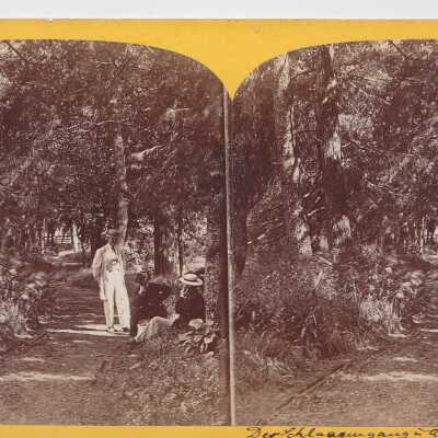 Stereoview