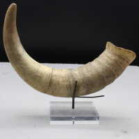 Horn