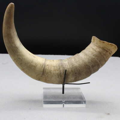 Horn