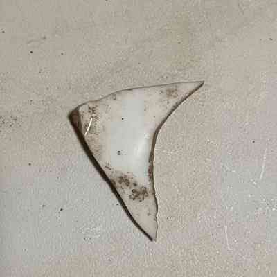 porcelain shard