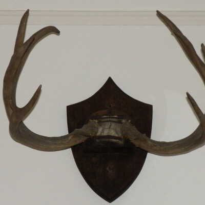 Mount, Taxidermy