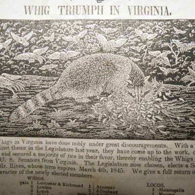 Triumph in Virginia Old Coon