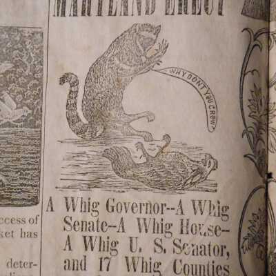Marlyland Erect coon