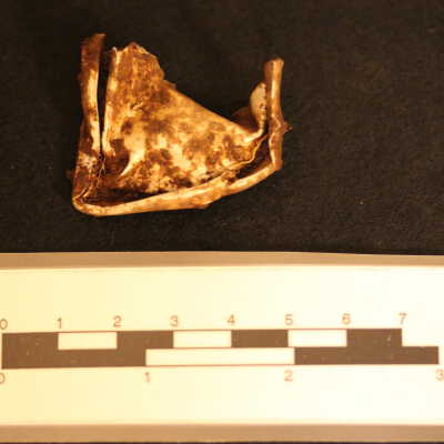 Fragment