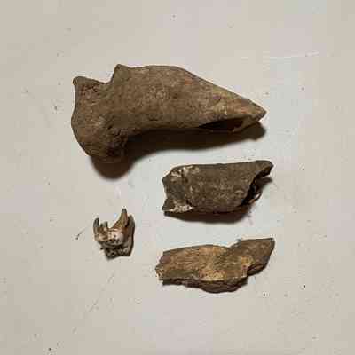 Bone fragments and a tooth
