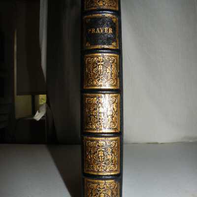 spine