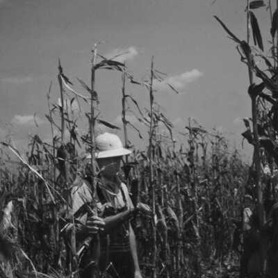 Hail Damage Farm Field