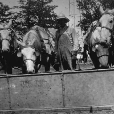 Ziebarth Horses Drinking Water