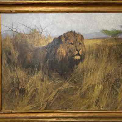 Lion in a Field