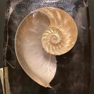 The Chambered Nautilus