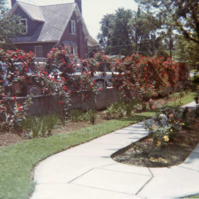 St. Francis Hospital Rose Garden