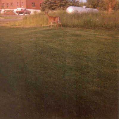 Assinins, Michigan