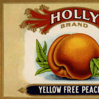 Label: Holly Brand Yellow Free Peaches