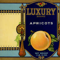 Label: Luxury Brand Apricots