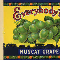 Label: Everybody