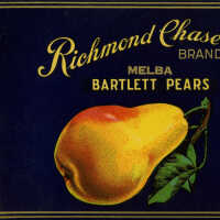 Label: Richmond Chase Brand Melba Bartlett pears