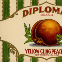 Label: Diplomat Brand Yellow Cling Peaches