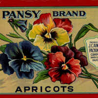 Label: Pansy Brand Apricots
